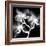 Xray Orchid-Albert Koetsier-Framed Art Print