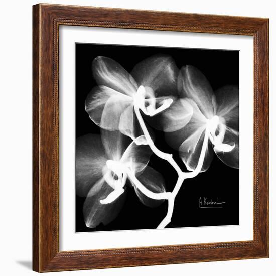 Xray Orchid-Albert Koetsier-Framed Art Print