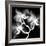 Xray Orchid-Albert Koetsier-Framed Art Print