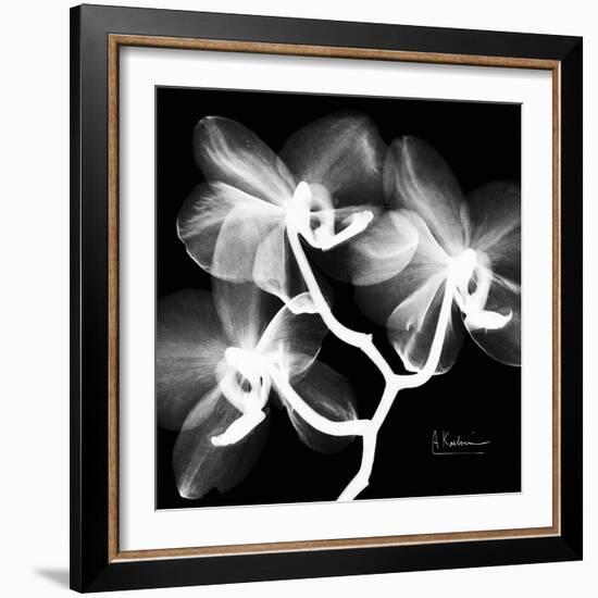 Xray Orchid-Albert Koetsier-Framed Art Print