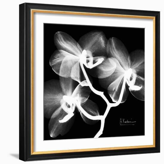 Xray Orchid-Albert Koetsier-Framed Art Print