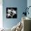 Xray Orchid-Albert Koetsier-Mounted Premium Giclee Print displayed on a wall