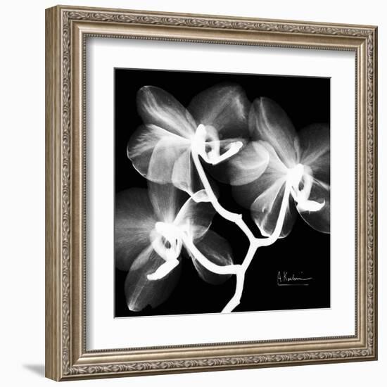 Xray Orchid-Albert Koetsier-Framed Art Print