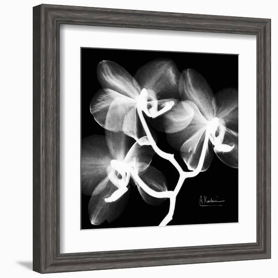 Xray Orchid-Albert Koetsier-Framed Art Print