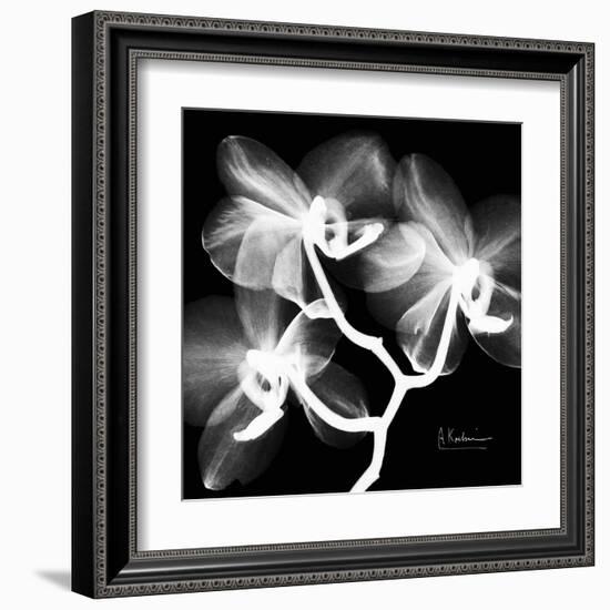 Xray Orchid-Albert Koetsier-Framed Art Print