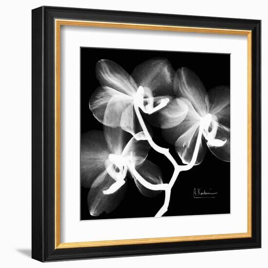 Xray Orchid-Albert Koetsier-Framed Art Print