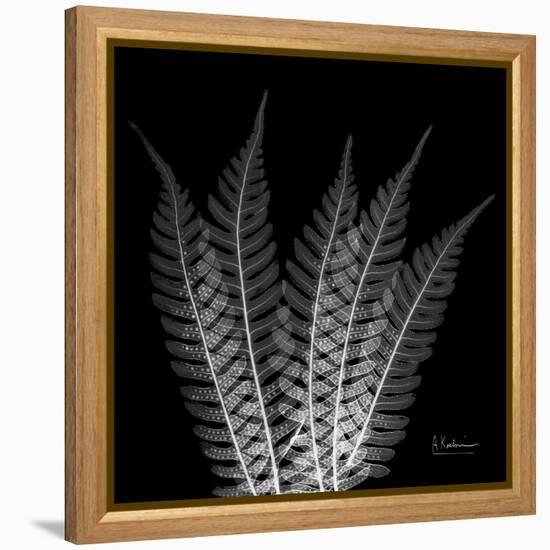 Xray Tree Fern-Albert Koetsier-Framed Stretched Canvas