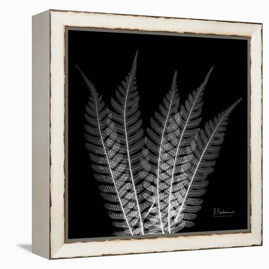 Xray Tree Fern-Albert Koetsier-Framed Stretched Canvas