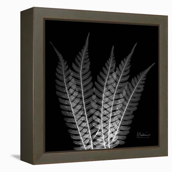 Xray Tree Fern-Albert Koetsier-Framed Stretched Canvas