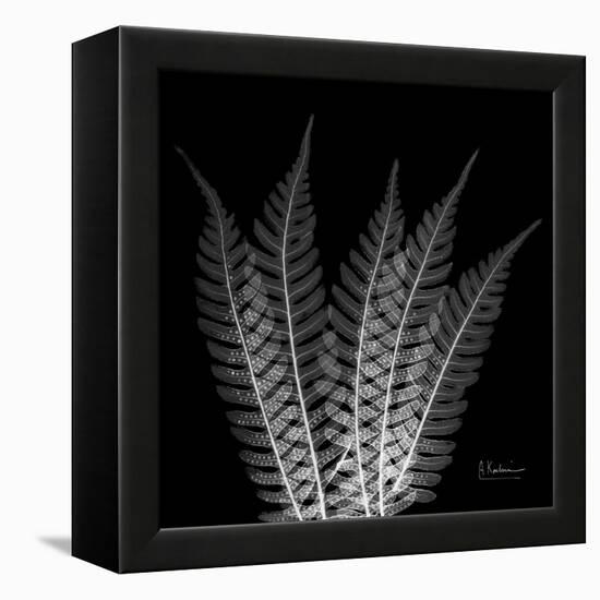 Xray Tree Fern-Albert Koetsier-Framed Stretched Canvas