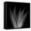 Xray Tree Fern-Albert Koetsier-Framed Stretched Canvas