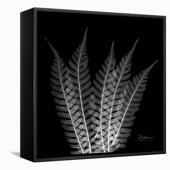 Xray Tree Fern-Albert Koetsier-Framed Stretched Canvas