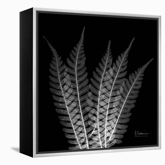 Xray Tree Fern-Albert Koetsier-Framed Stretched Canvas