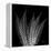 Xray Tree Fern-Albert Koetsier-Framed Stretched Canvas