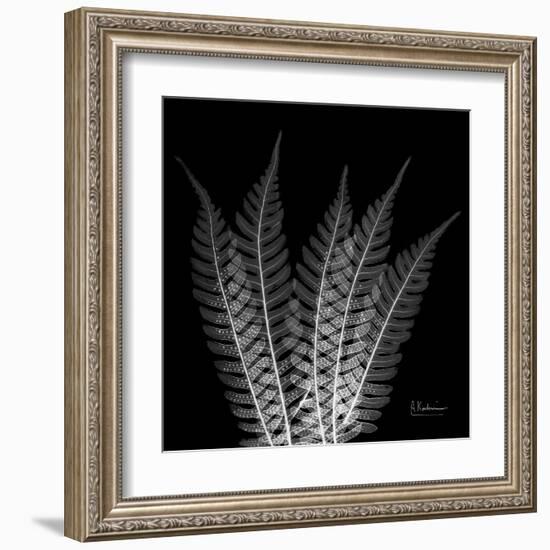 Xray Tree Fern-Albert Koetsier-Framed Art Print