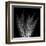 Xray Tree Fern-Albert Koetsier-Framed Art Print