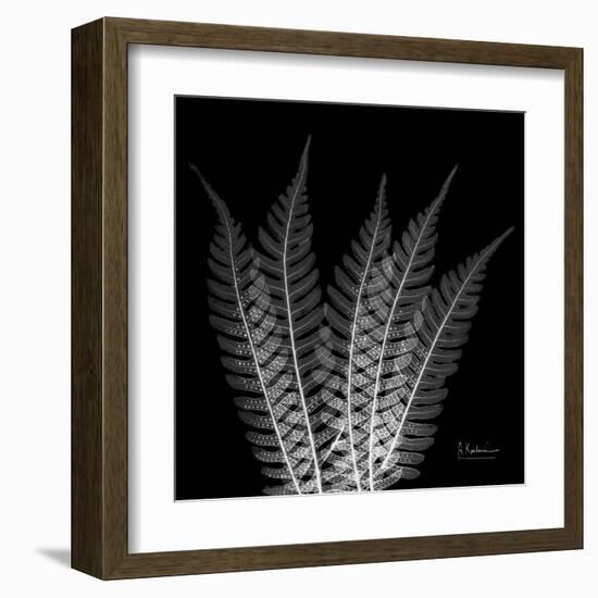 Xray Tree Fern-Albert Koetsier-Framed Art Print