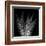 Xray Tree Fern-Albert Koetsier-Framed Art Print