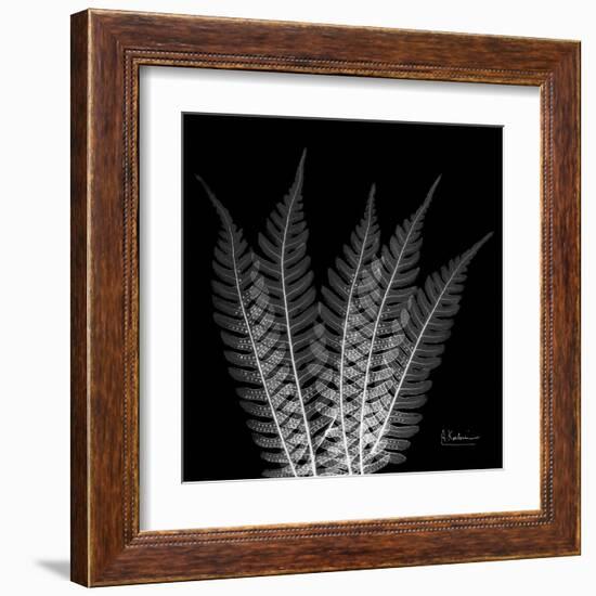 Xray Tree Fern-Albert Koetsier-Framed Art Print