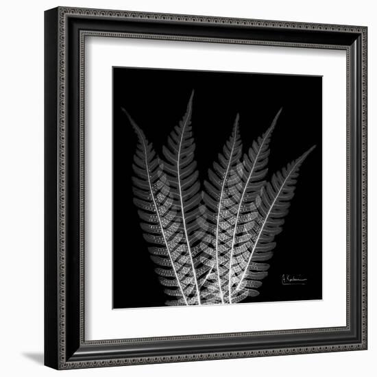 Xray Tree Fern-Albert Koetsier-Framed Art Print