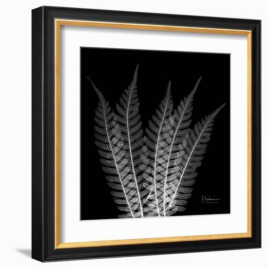 Xray Tree Fern-Albert Koetsier-Framed Art Print