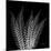 Xray Tree Fern-Albert Koetsier-Mounted Premium Giclee Print