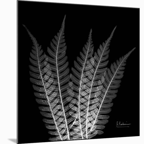 Xray Tree Fern-Albert Koetsier-Mounted Premium Giclee Print