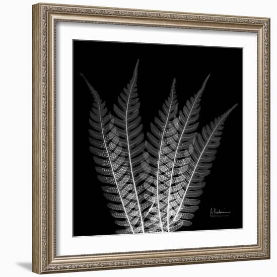 Xray Tree Fern-Albert Koetsier-Framed Art Print