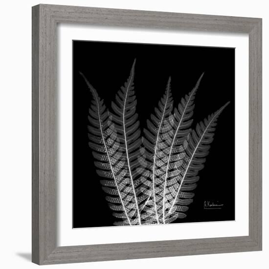 Xray Tree Fern-Albert Koetsier-Framed Art Print