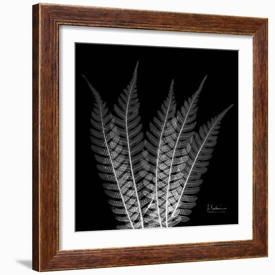 Xray Tree Fern-Albert Koetsier-Framed Art Print