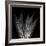 Xray Tree Fern-Albert Koetsier-Framed Art Print