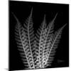 Xray Tree Fern-Albert Koetsier-Mounted Art Print