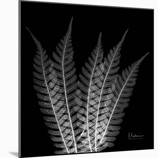 Xray Tree Fern-Albert Koetsier-Mounted Art Print