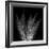 Xray Tree Fern-Albert Koetsier-Framed Art Print