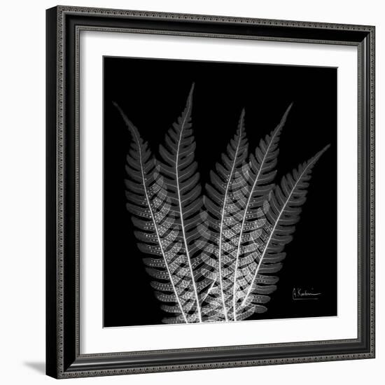 Xray Tree Fern-Albert Koetsier-Framed Art Print