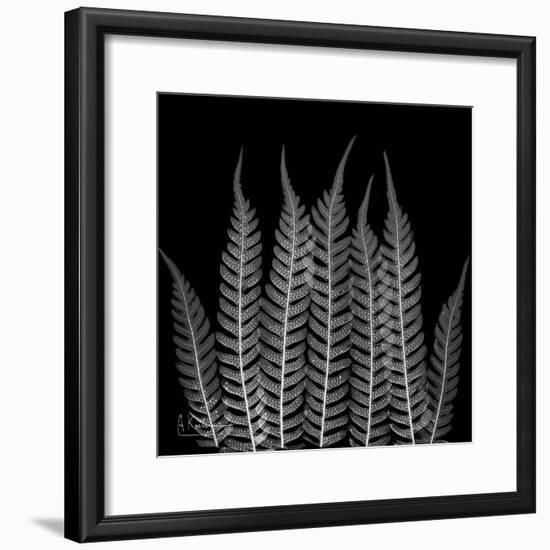Xray Tree Fren-Albert Koetsier-Framed Premium Giclee Print