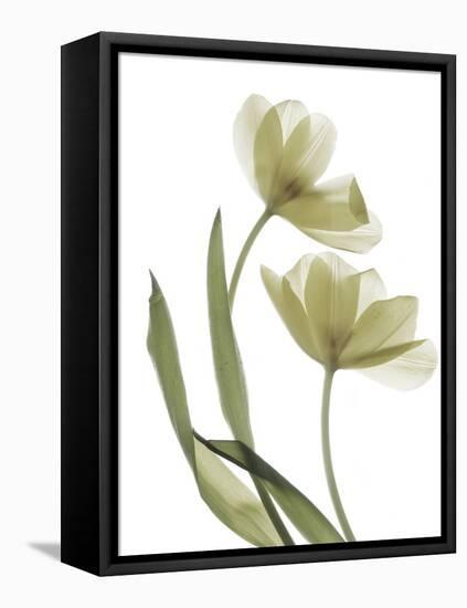 Xray Tulip I-Judy Stalus-Framed Premier Image Canvas