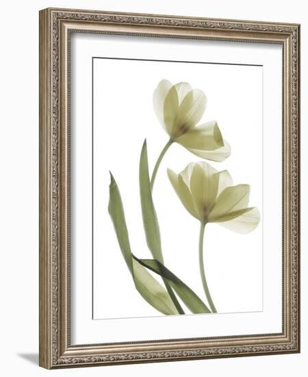 Xray Tulip I-Judy Stalus-Framed Photographic Print