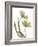 Xray Tulip I-Judy Stalus-Framed Photographic Print
