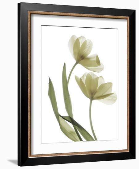 Xray Tulip I-Judy Stalus-Framed Photographic Print