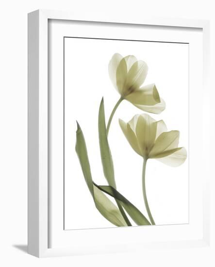 Xray Tulip I-Judy Stalus-Framed Photographic Print