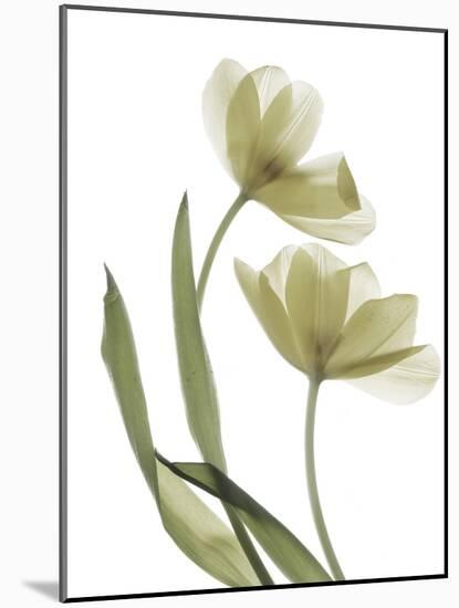 Xray Tulip I-Judy Stalus-Mounted Photographic Print