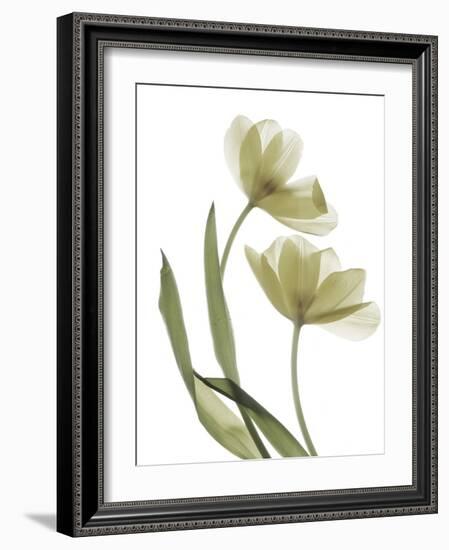 Xray Tulip I-Judy Stalus-Framed Photographic Print