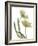 Xray Tulip I-Judy Stalus-Framed Photographic Print