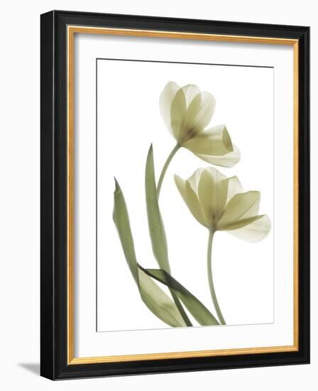 Xray Tulip I-Judy Stalus-Framed Photographic Print