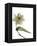 Xray Tulip II-Judy Stalus-Framed Premier Image Canvas