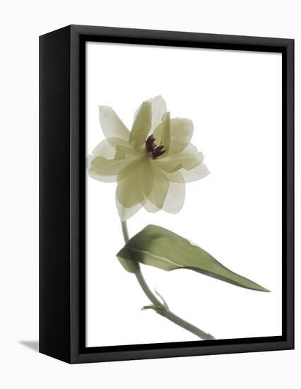 Xray Tulip II-Judy Stalus-Framed Premier Image Canvas