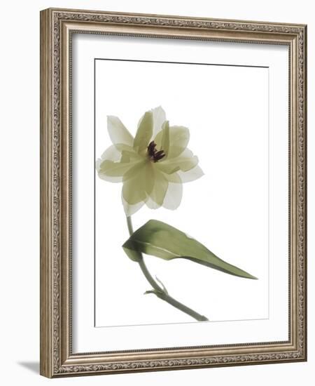 Xray Tulip II-Judy Stalus-Framed Photographic Print