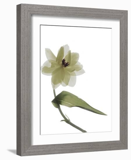 Xray Tulip II-Judy Stalus-Framed Photographic Print