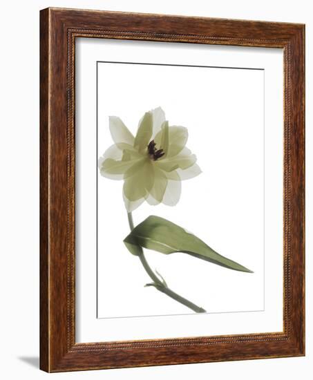 Xray Tulip II-Judy Stalus-Framed Photographic Print